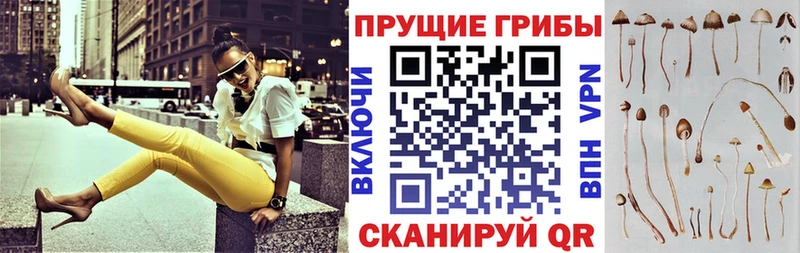 MEGA ТОР  Светогорск  Галлюциногенные грибы GOLDEN TEACHER  купить  